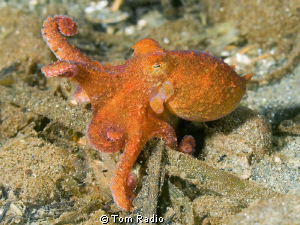 Juvenile Giant Pacific Octopus
Puget Sound, Washington, ... by Tom Radio 